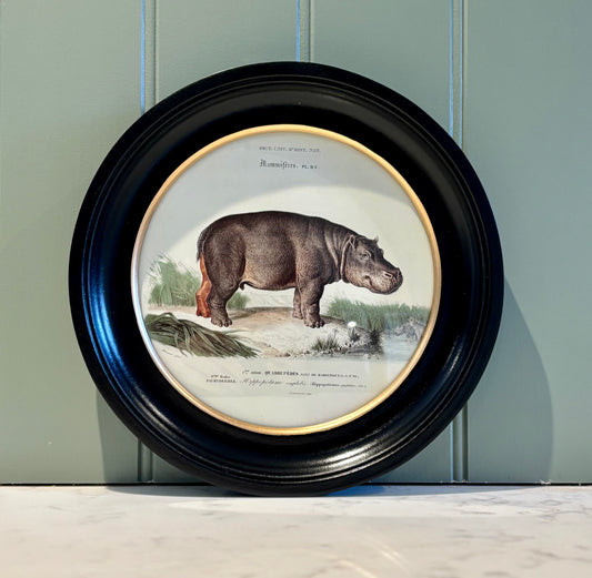 Round Hippo print - Framed