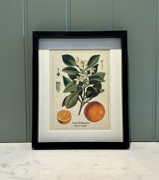 Framed fruit Print Small - Orange