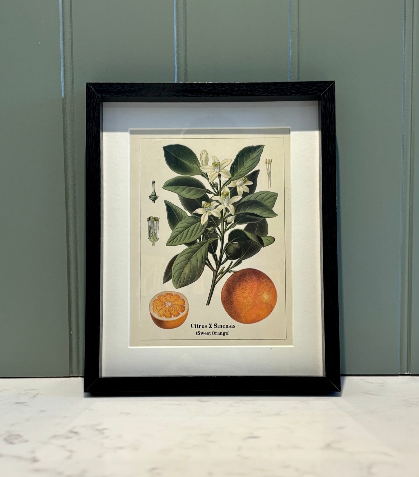 Framed fruit Print Small - Set of 3