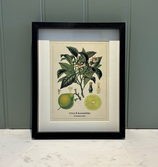 Framed fruit Print Small - Lime