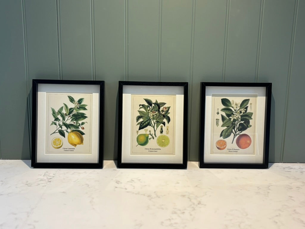 Framed fruit Print Small - Orange