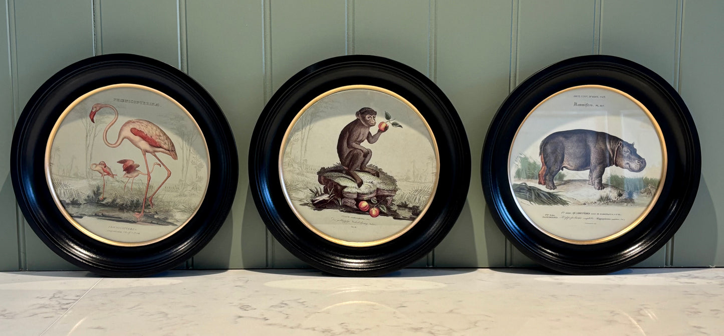 Round Monkey print - Framed