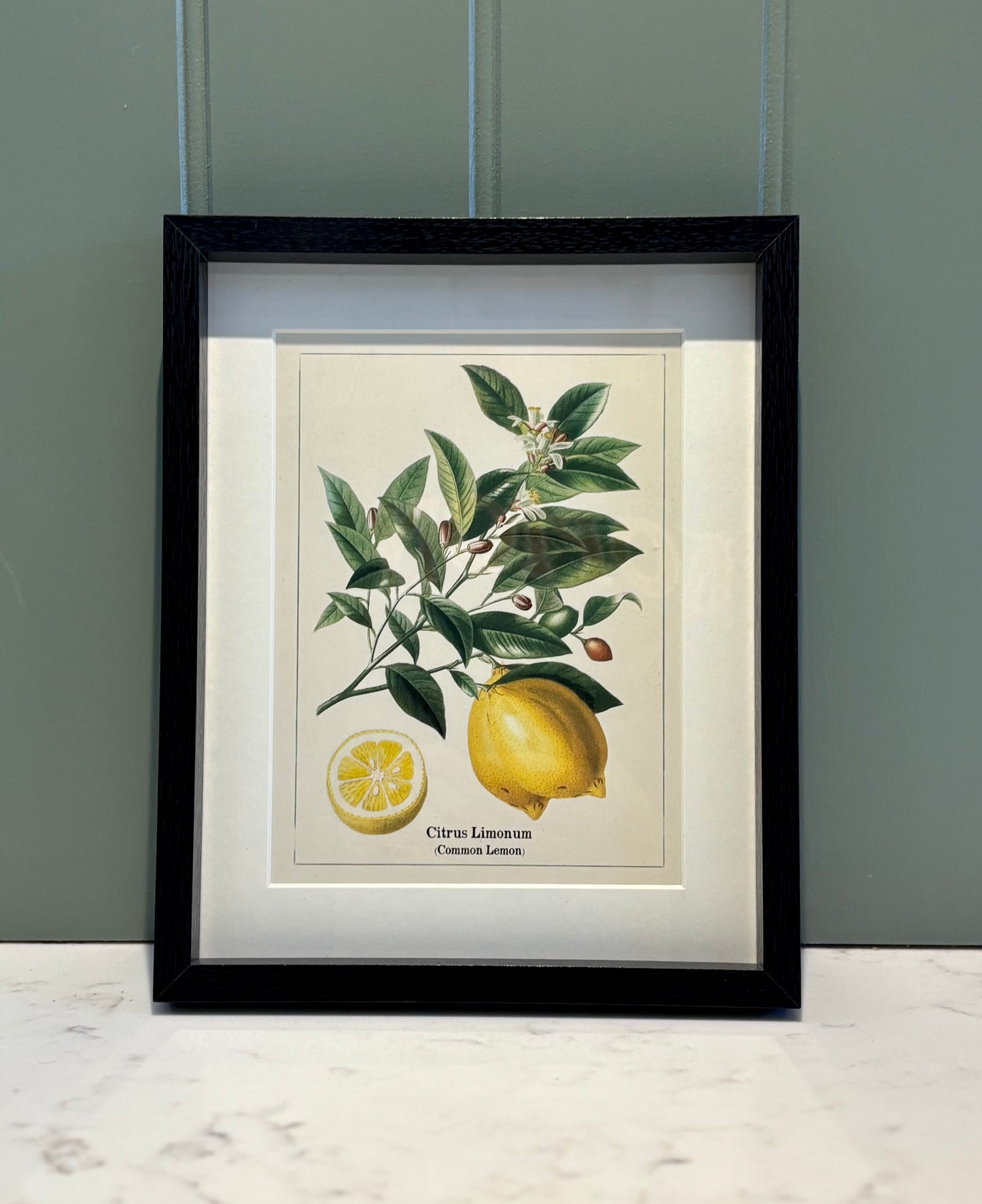 Framed fruit Print Small - Lemon