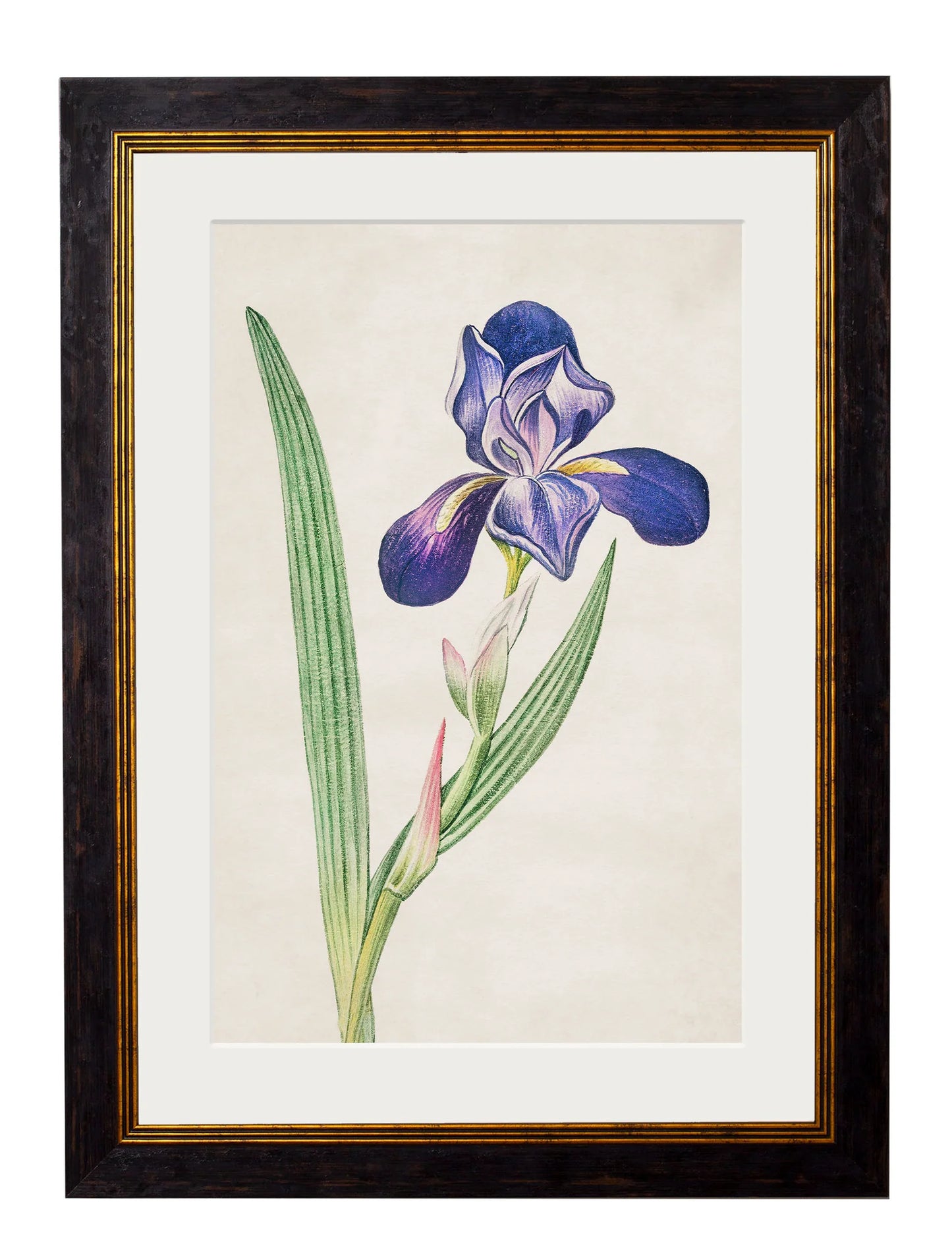 Framed Print - Bearded Iris