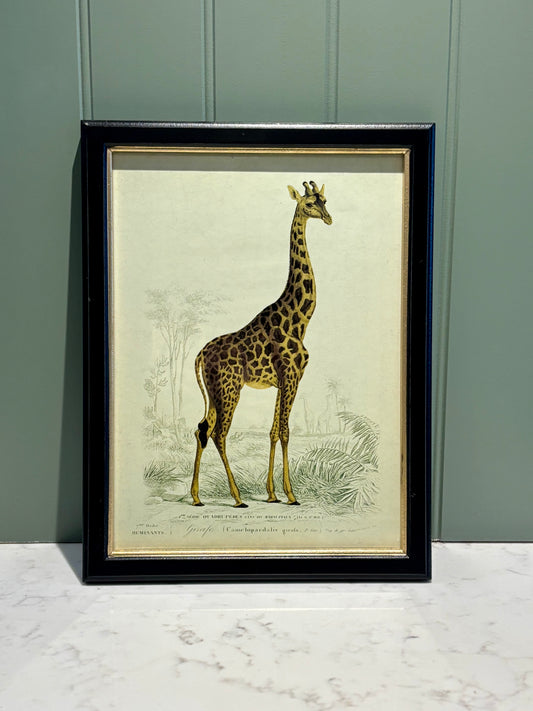 Framed Giraffe Safari Print