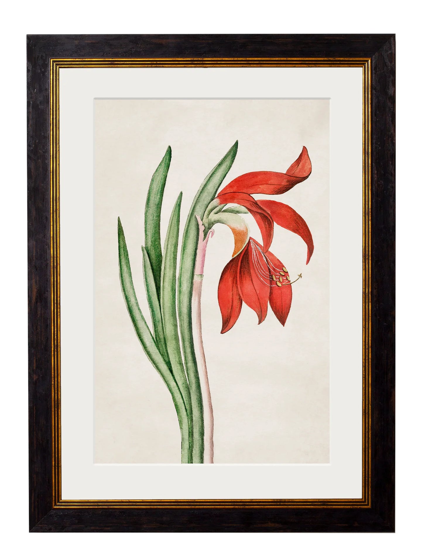 Framed Print - Lily Daffodil