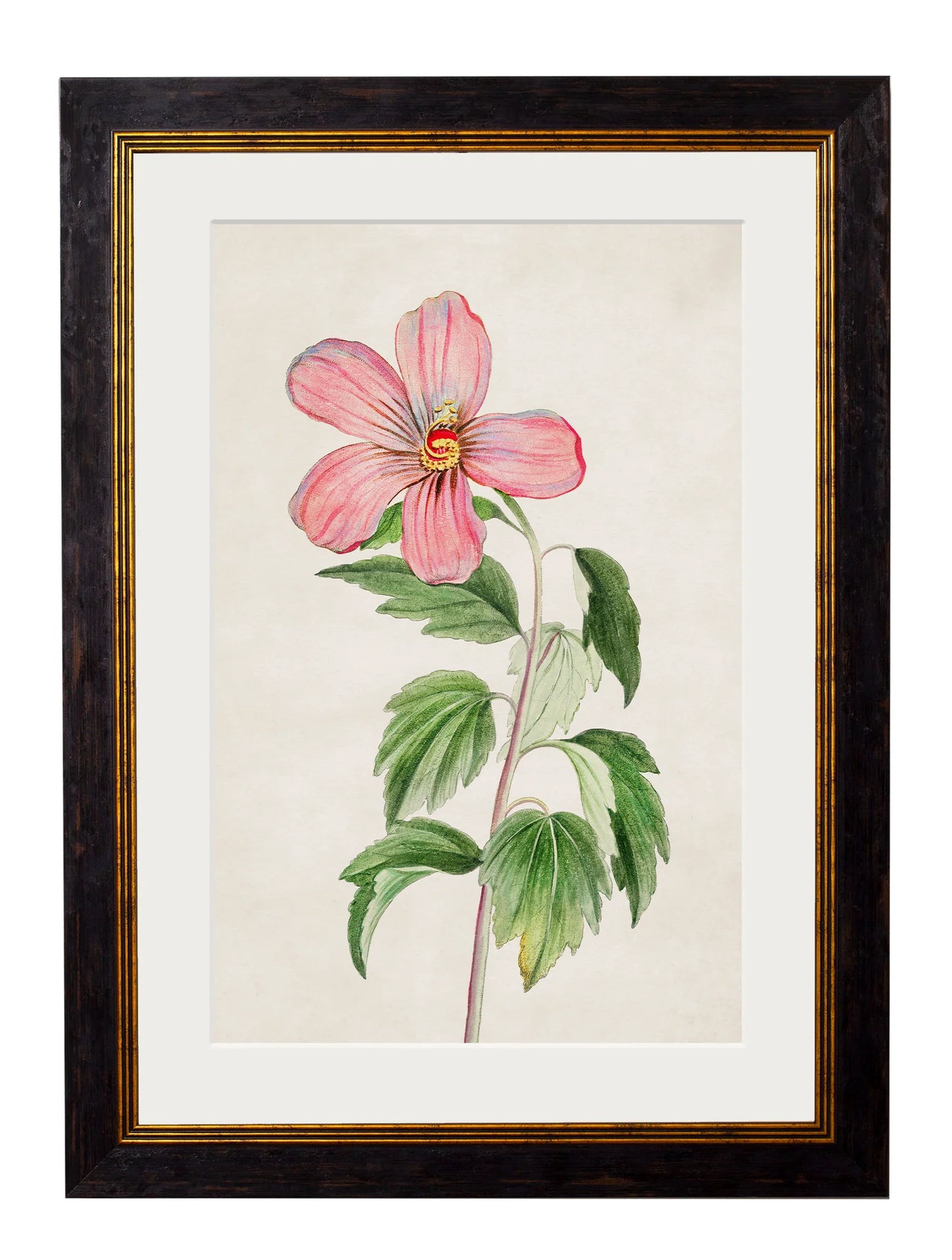 Framed Print - Rose of Sharon