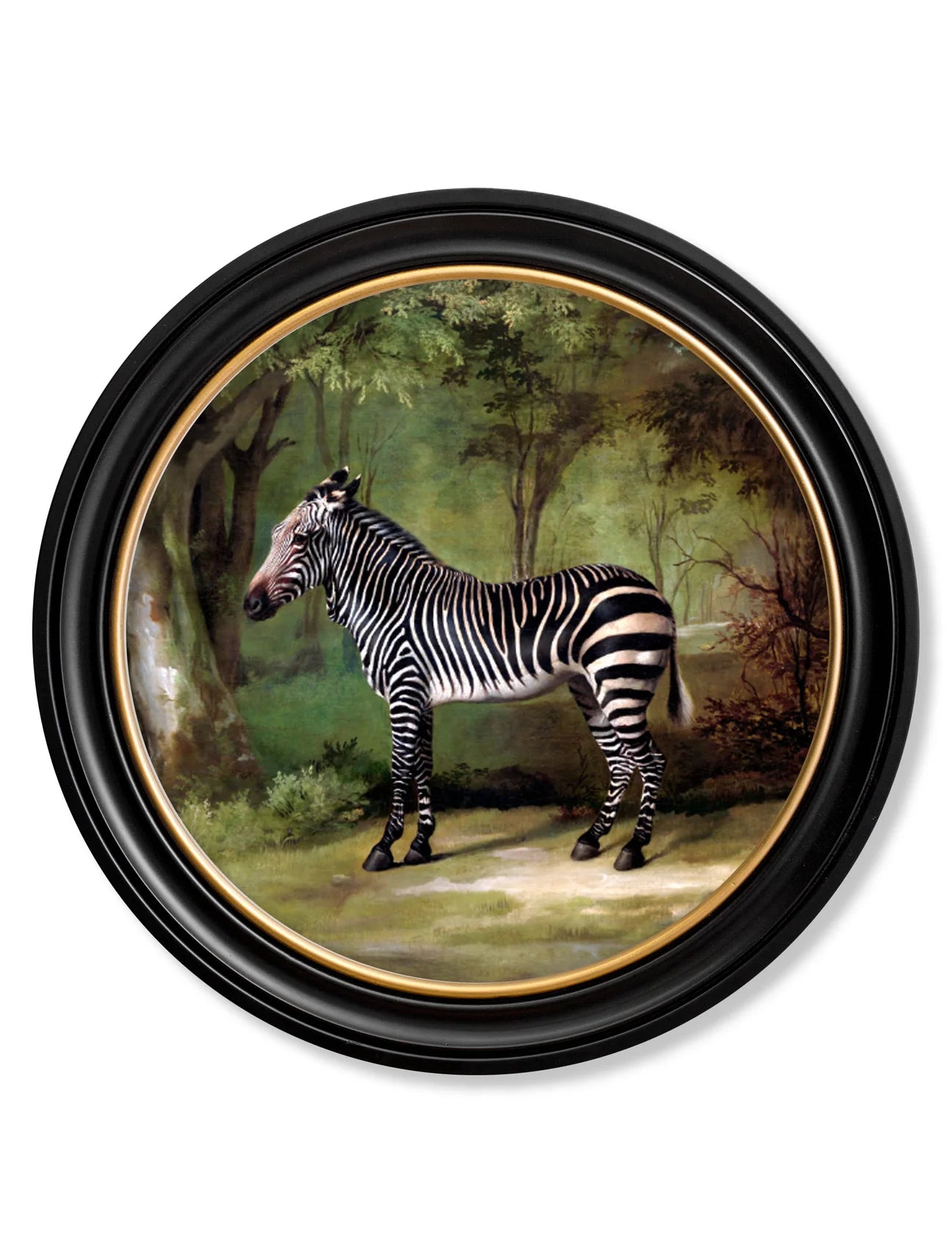 Framed Print - Zebra large round