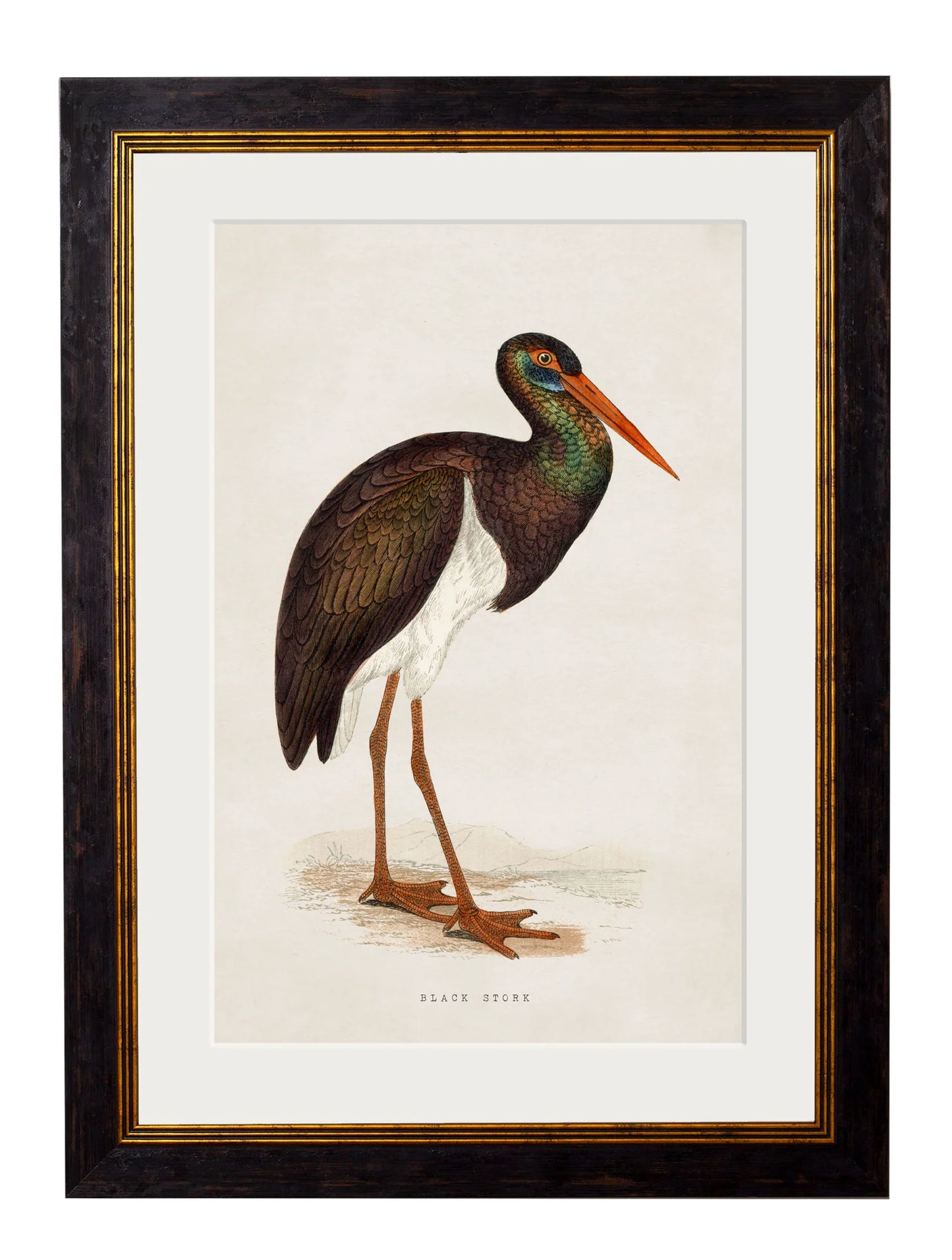 Framed Print - Black Stork