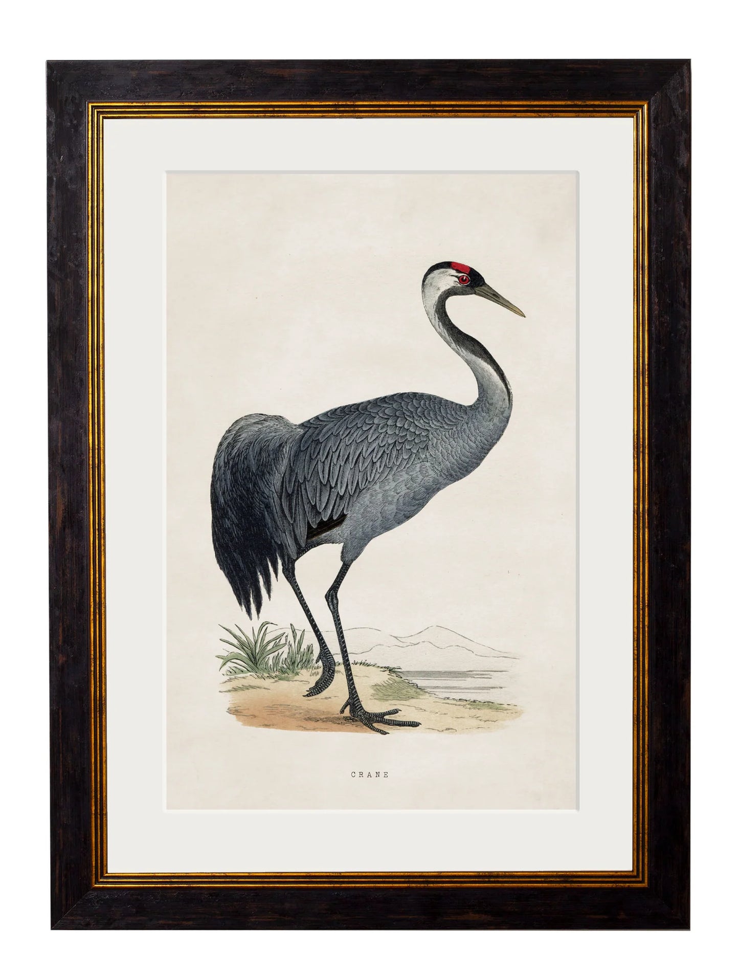 Framed Print - Crane