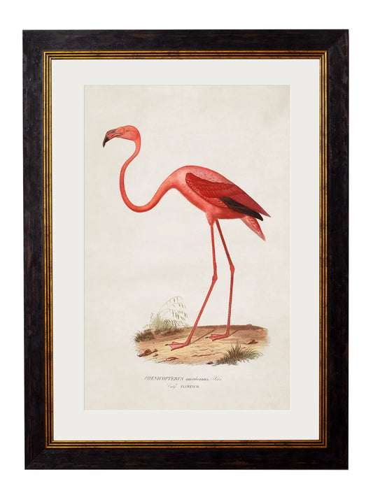 Framed Print - Flamingo large