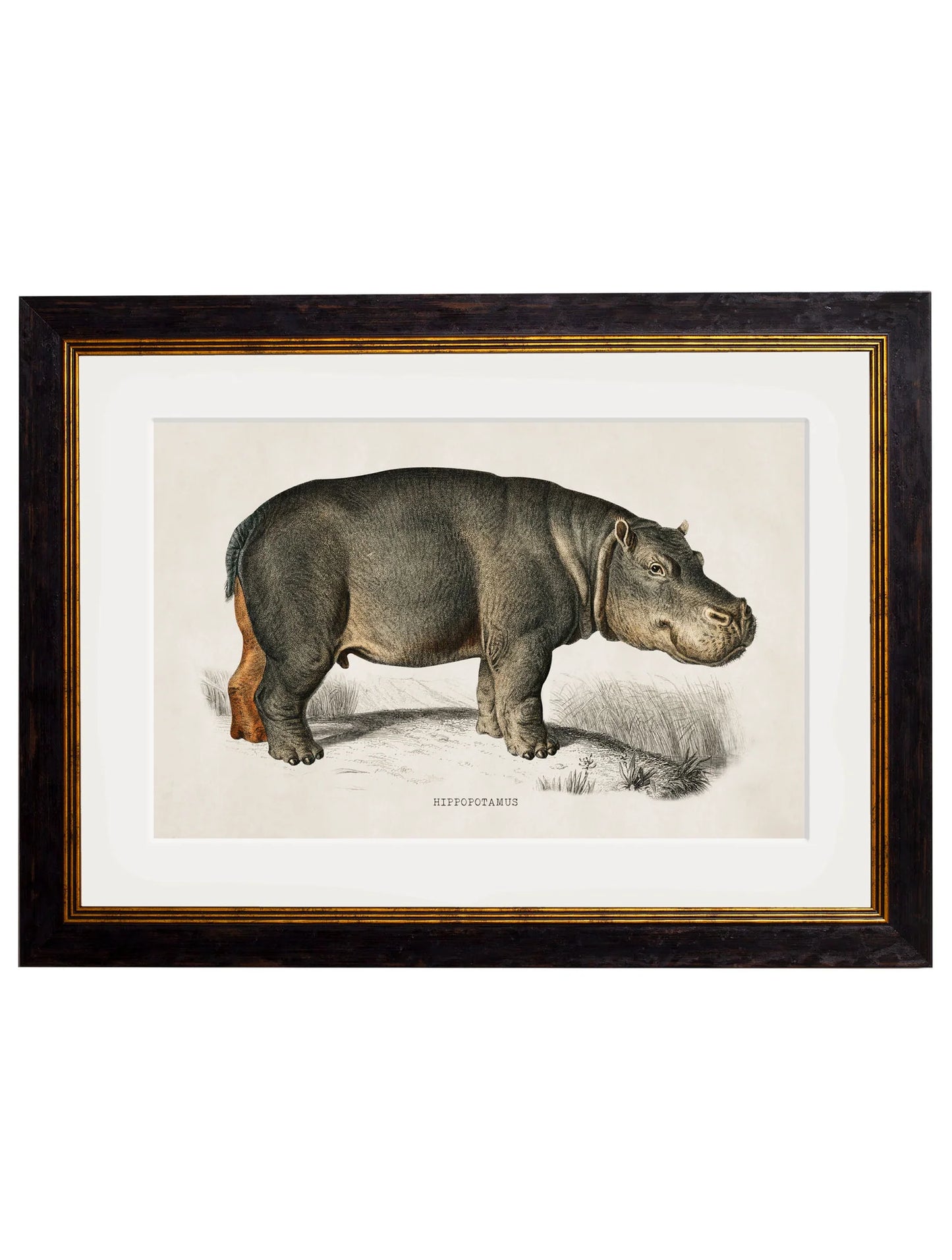 Framed Print - Hippopotamus