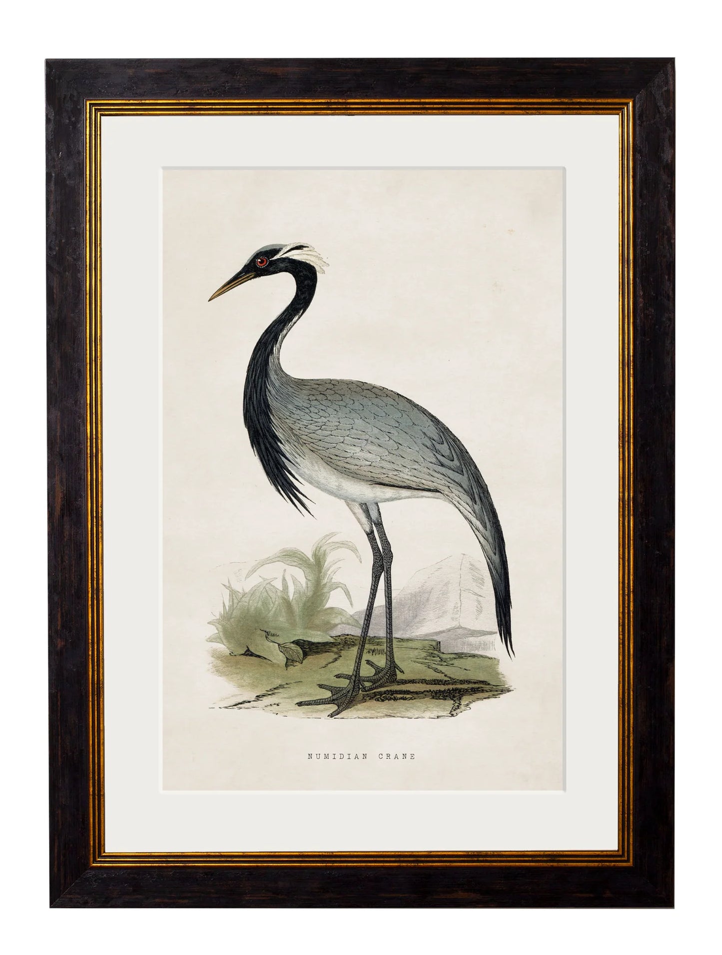 Framed Print - Numidian Crane