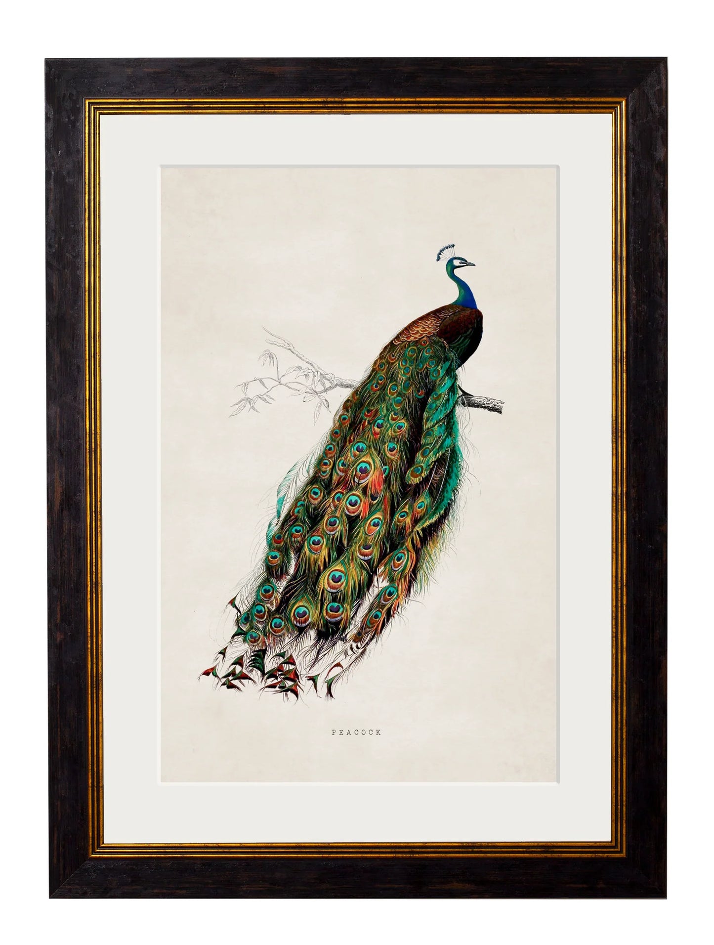 Framed Print - Peacock