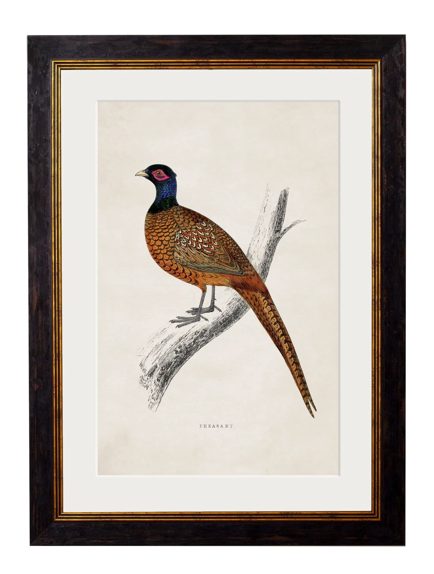 Framed Print - Pheasant