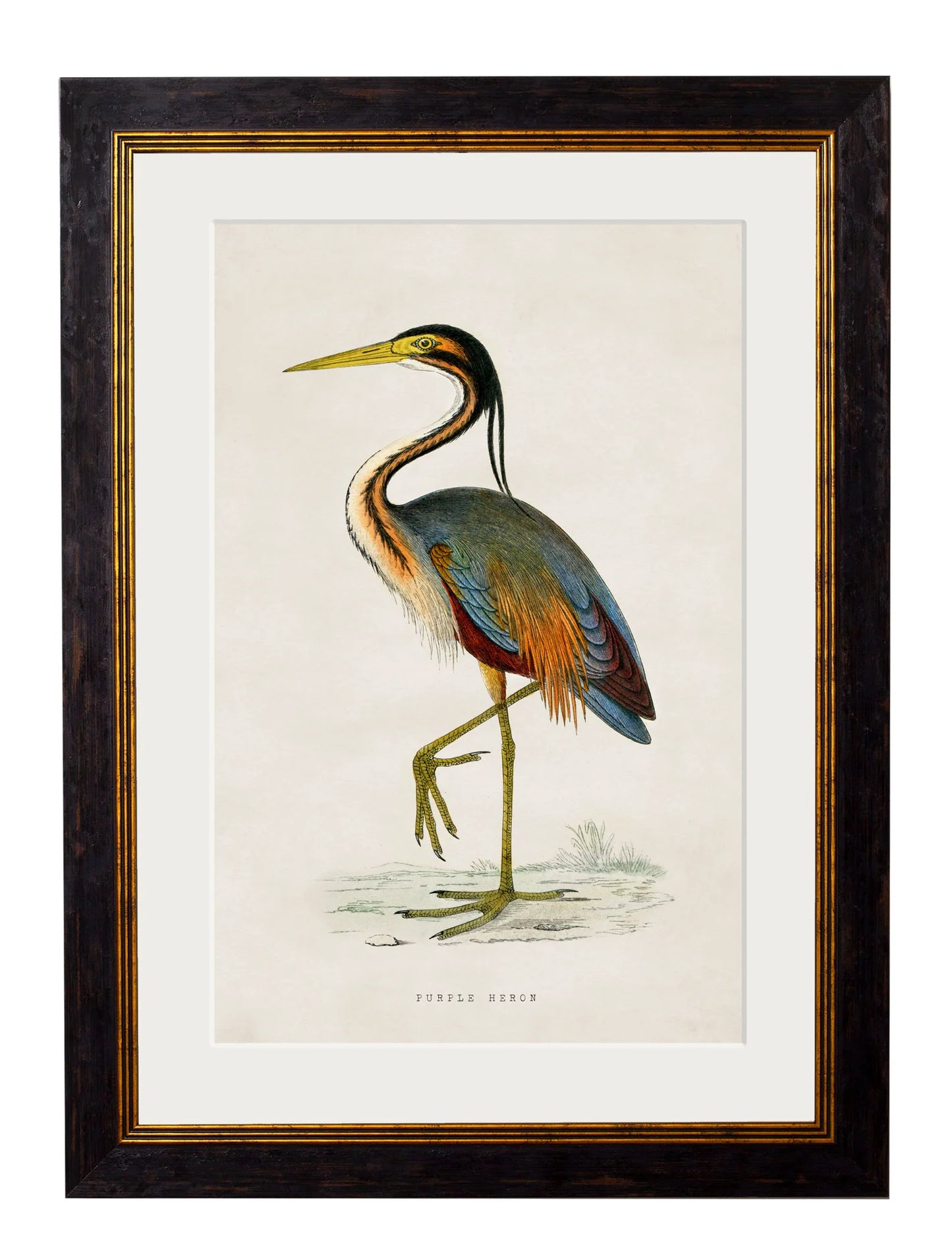 Framed Print - Purple Heron