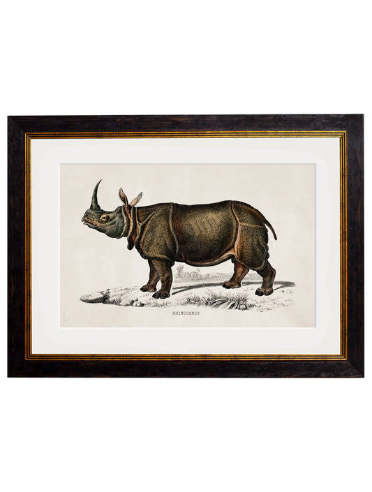 Framed Print - Rhinoceros