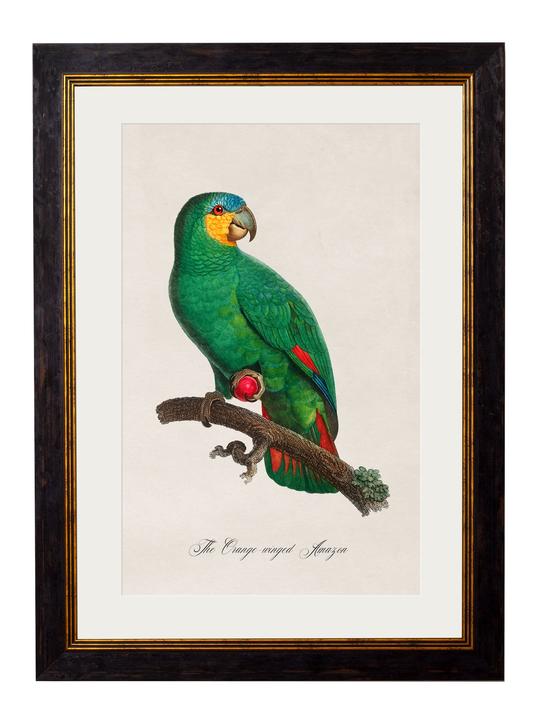 Framed Print - Orange Winged Amazon