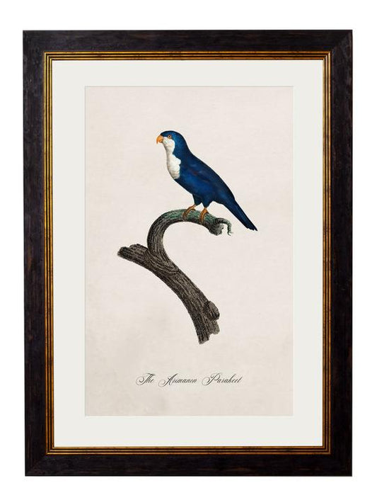 Framed Print - Arimanom Parakeet