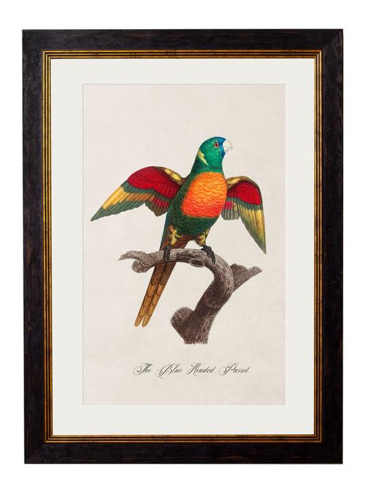 Framed Print - Blue Headed Parrot