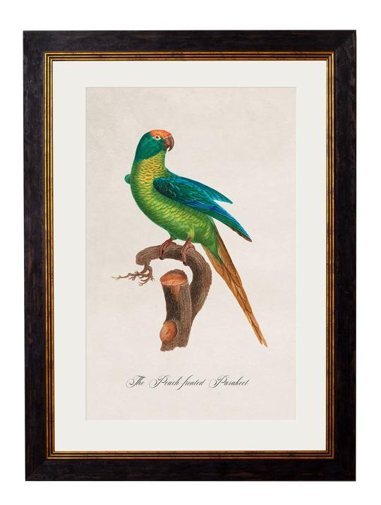 Framed Print - Peach Fronted Parakeet