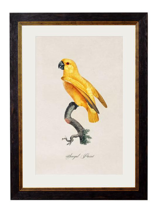 Framed Print - Senegal Parrot