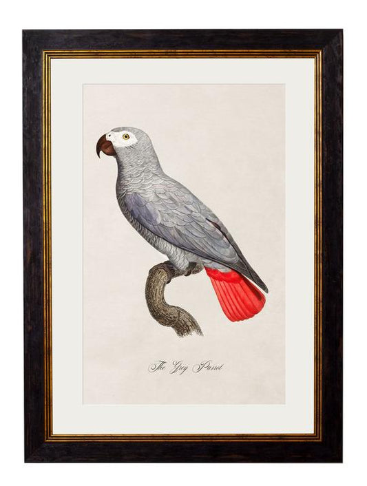 Framed Print - Grey Parrot