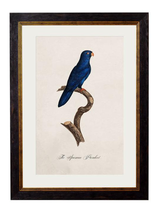 Framed Print - Sparman Parakeet