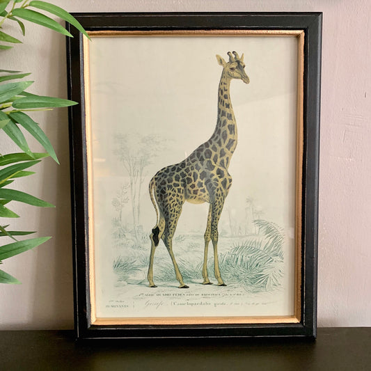 Framed Giraffe Safari Print