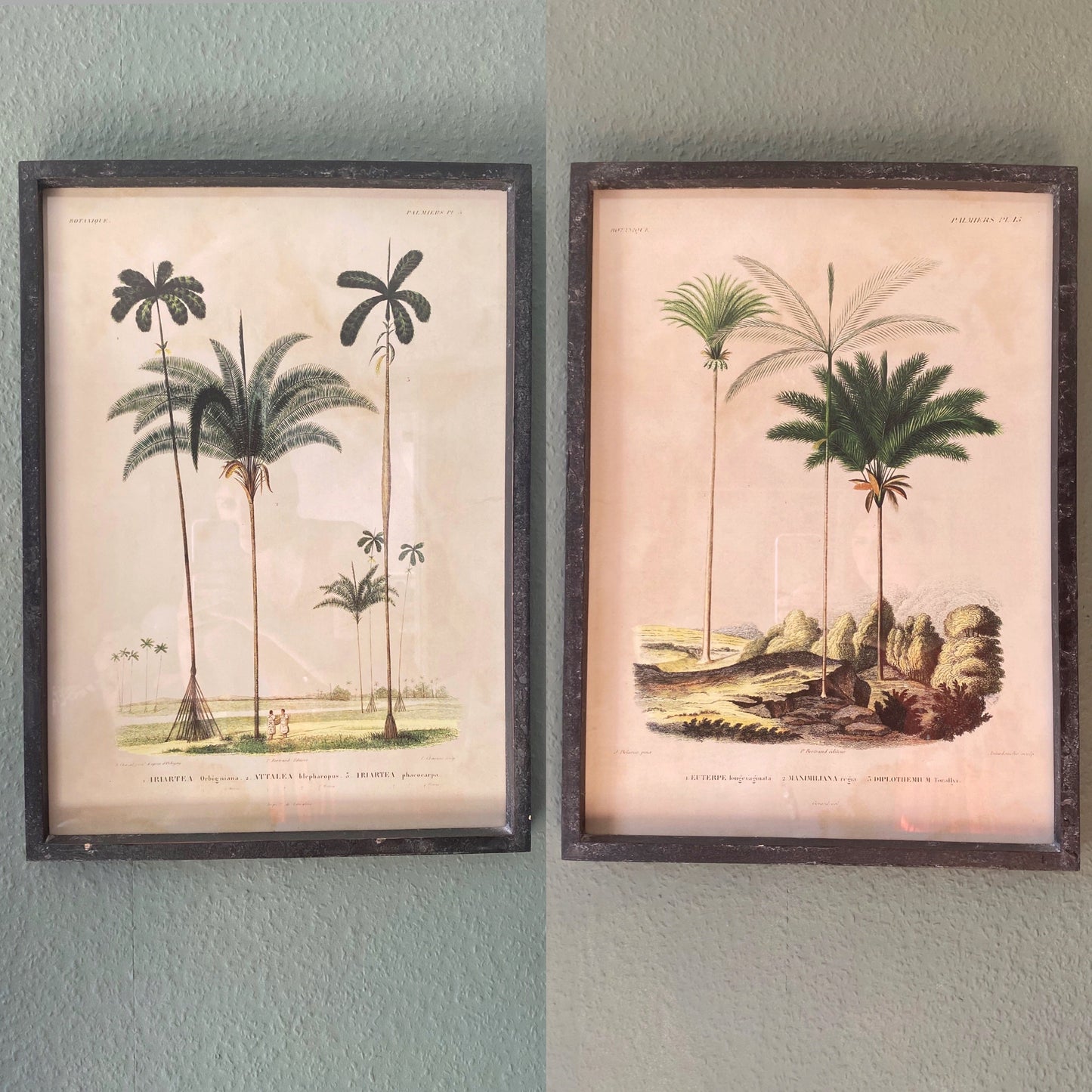 Set of 2 Framed Palm Tree Prints- STOCK DUE END OF FEB