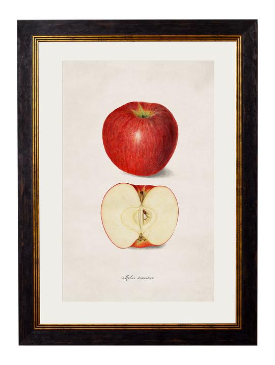 Framed Print - Apple