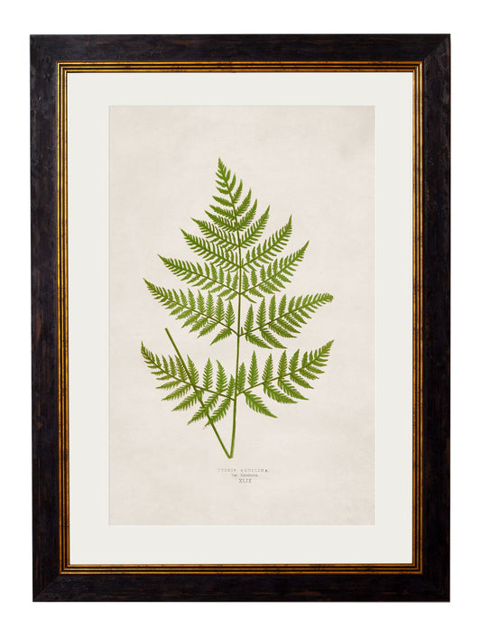 Framed Print - Pteris Aquilina