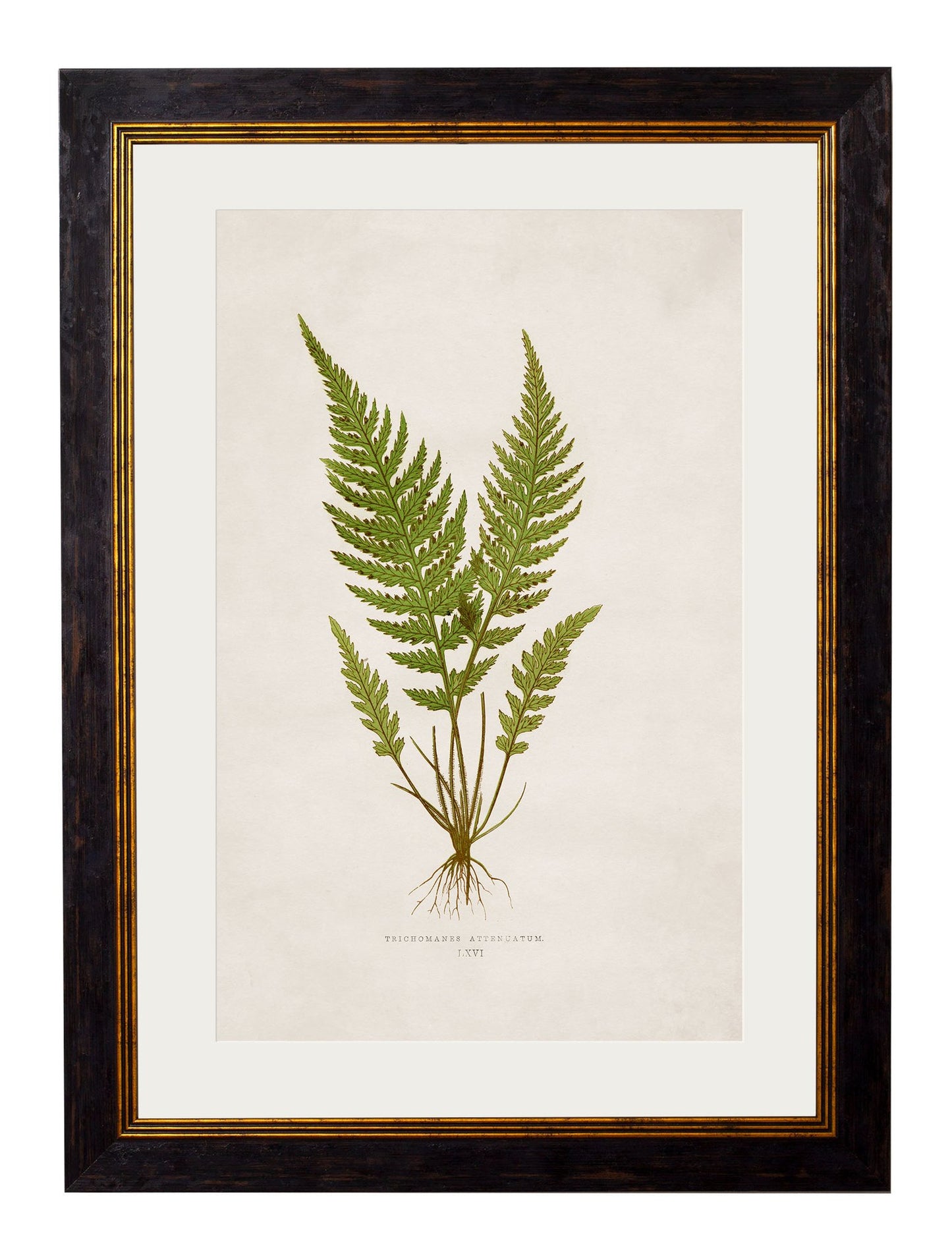 Framed Print - Trichomanes Attenuatum