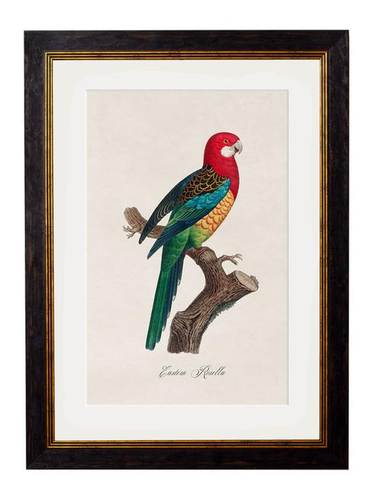 Framed Print - Eastern Rosella