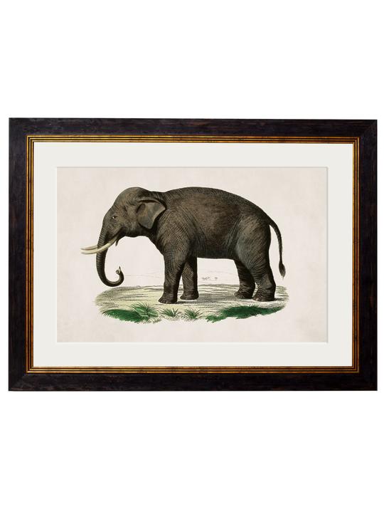 Framed Print - Indian Elephant