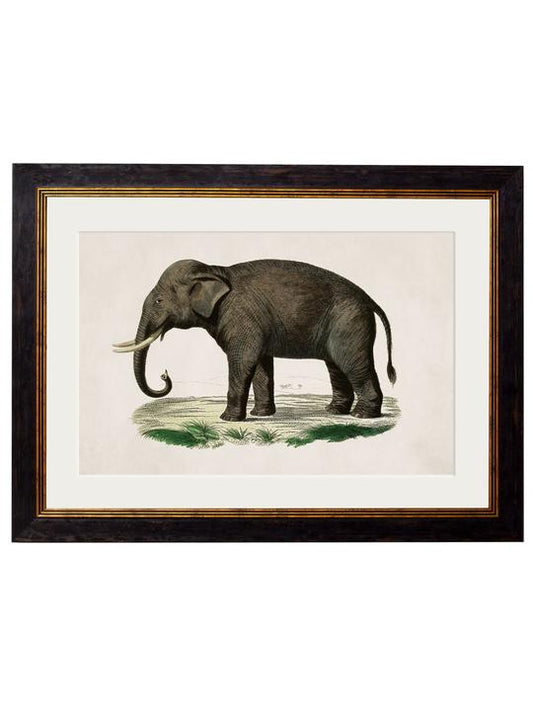 Framed Print - Indian Elephant