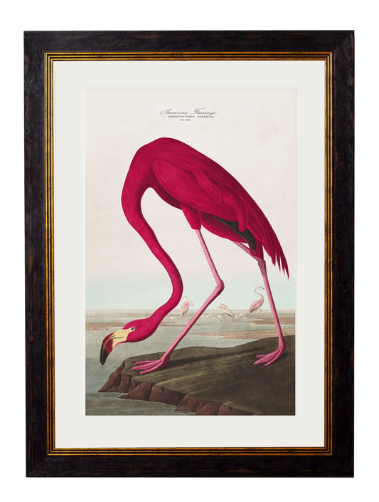 Framed Print - American Flamingo