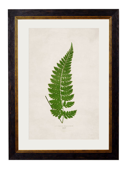 Framed Print - Asplenium Foliolosum