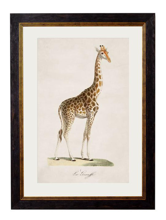 Framed Print - Giraffe