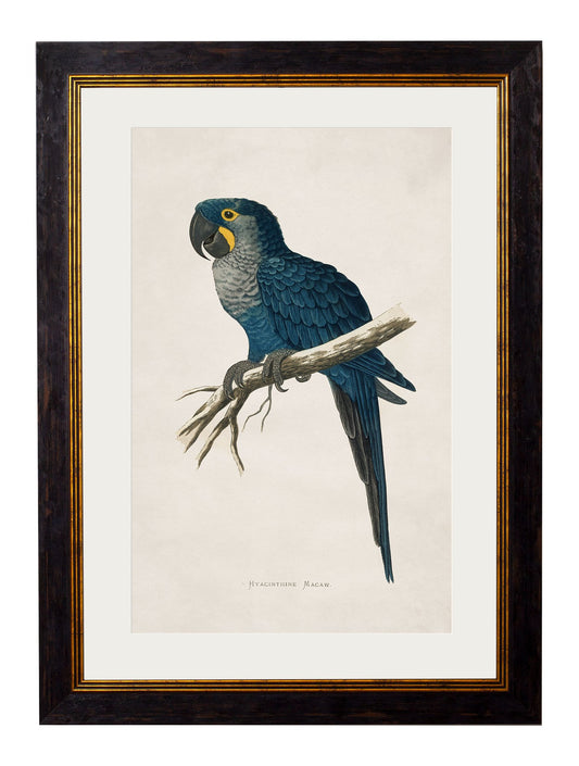 Framed Print - Hyacinthe Macaw