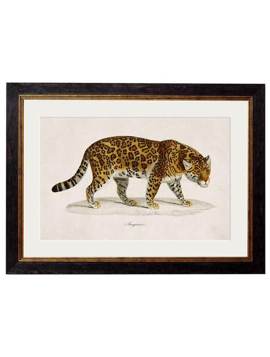 Framed Print - Jaguar