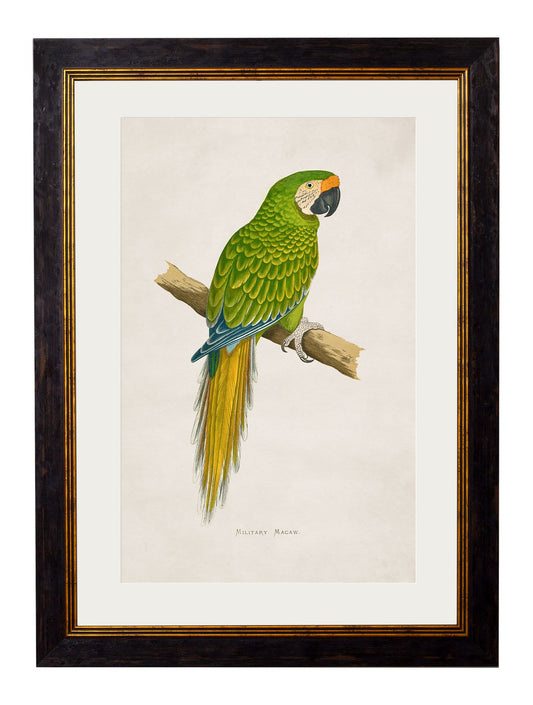 Framed Print - Military Macaw