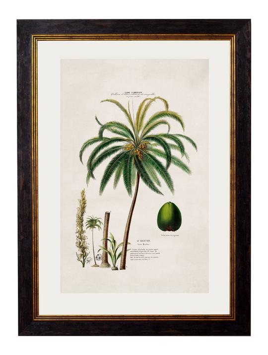 Framed Print - Coconut Palm