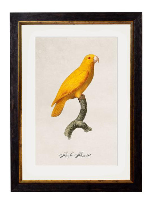 Framed Print - Pacific Parrotlet