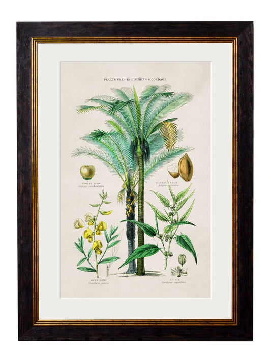 Framed Print - Tropical Plants Used As Clothing