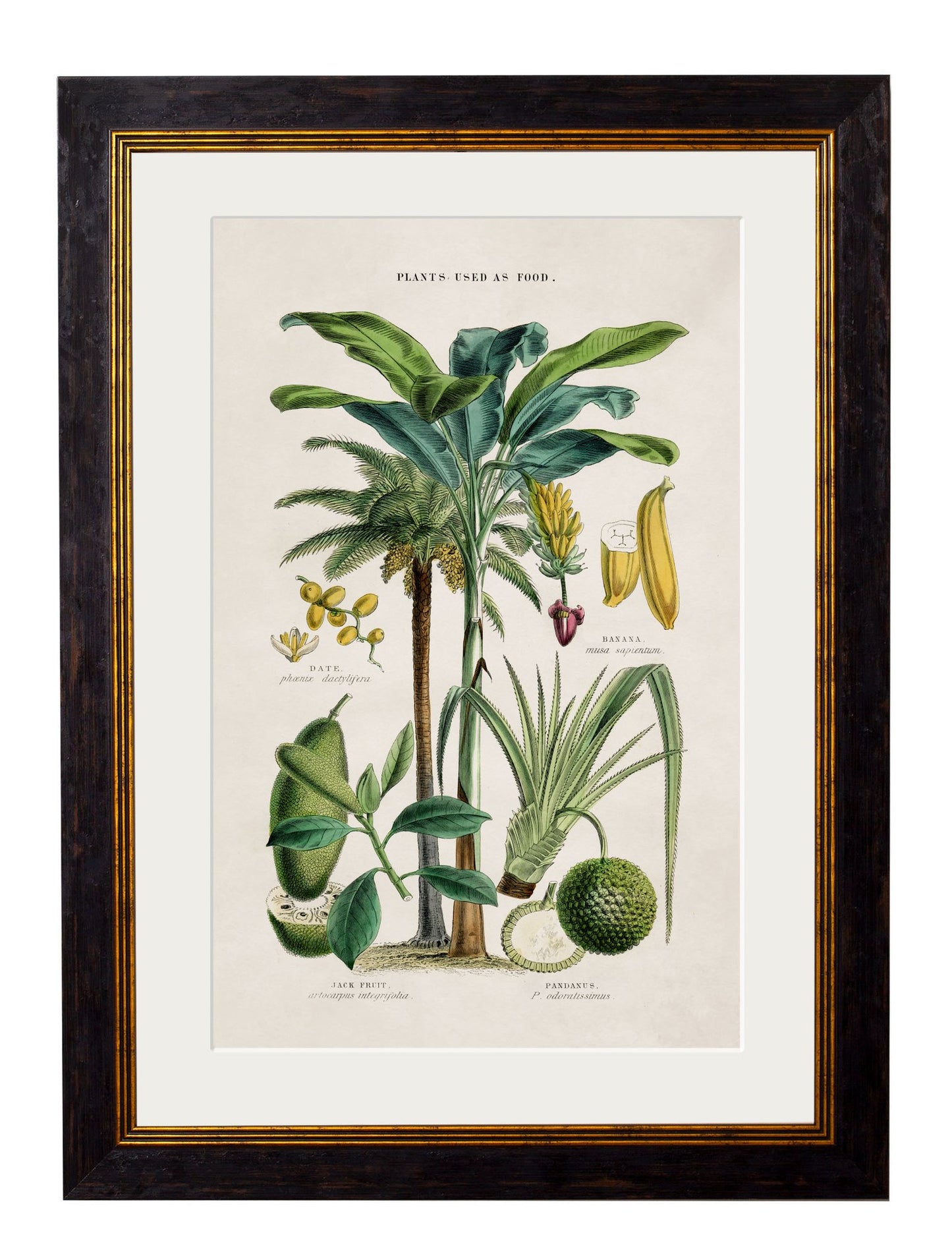 Framed Print - Tropical Plants Used In Food