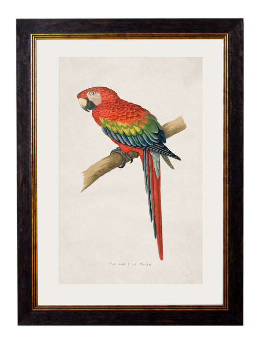 Framed Print - Red and Blue Macaw