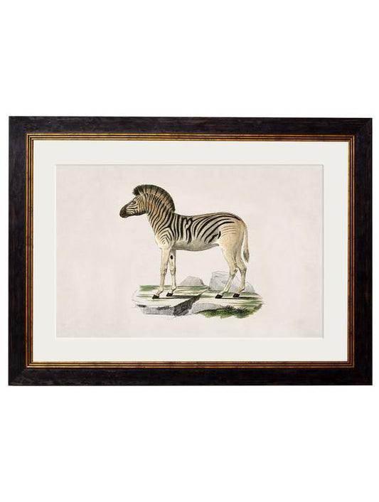 Framed Print - Zebra